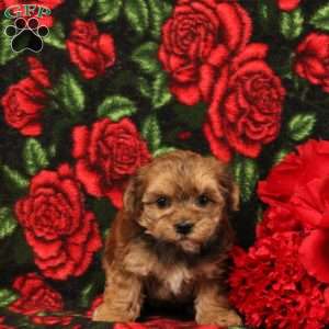 Hellena, Morkie-Poo Puppy